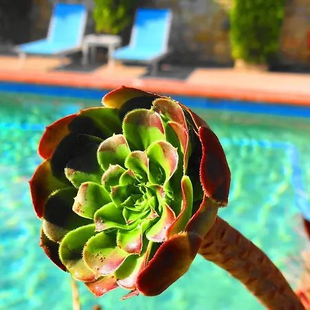 Aeollos פפקוהורי